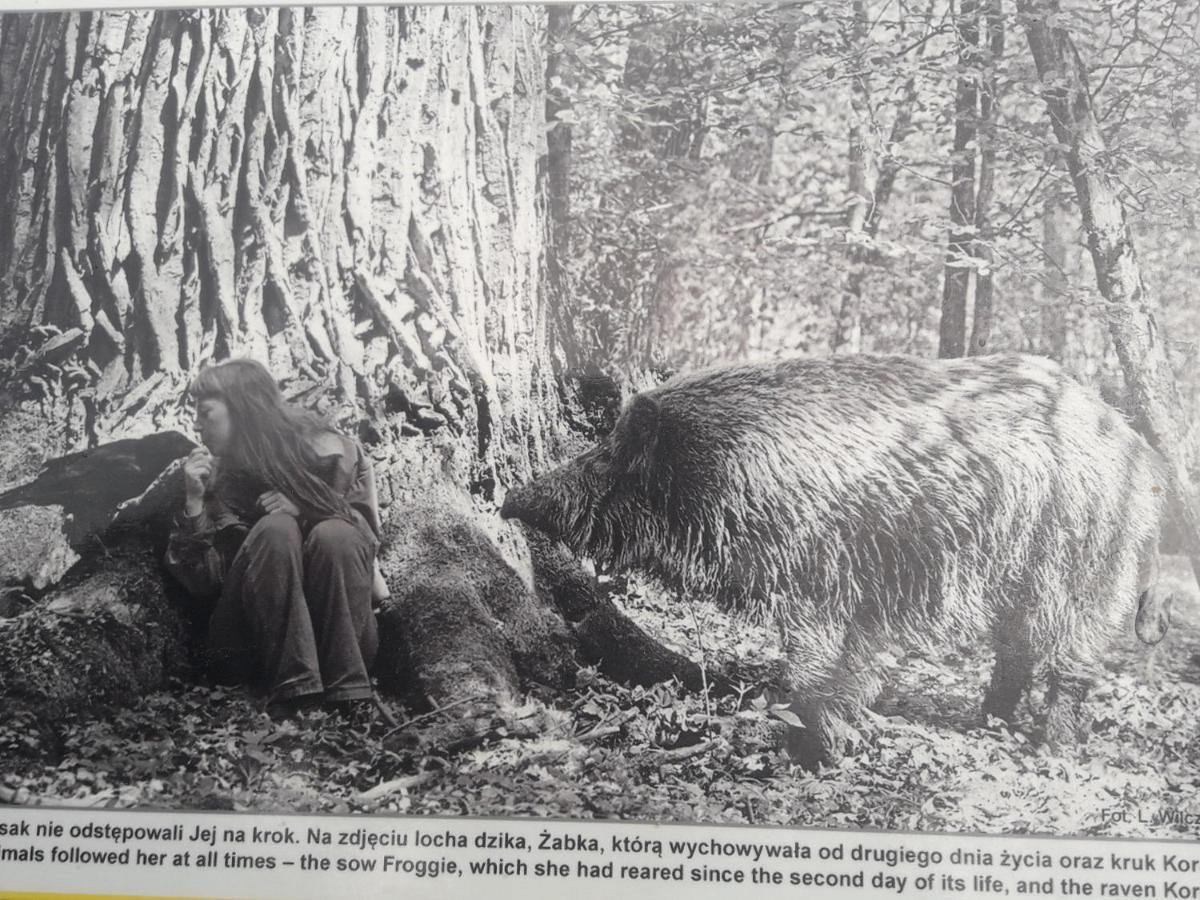 In Nature Białowieża Extérieur photo