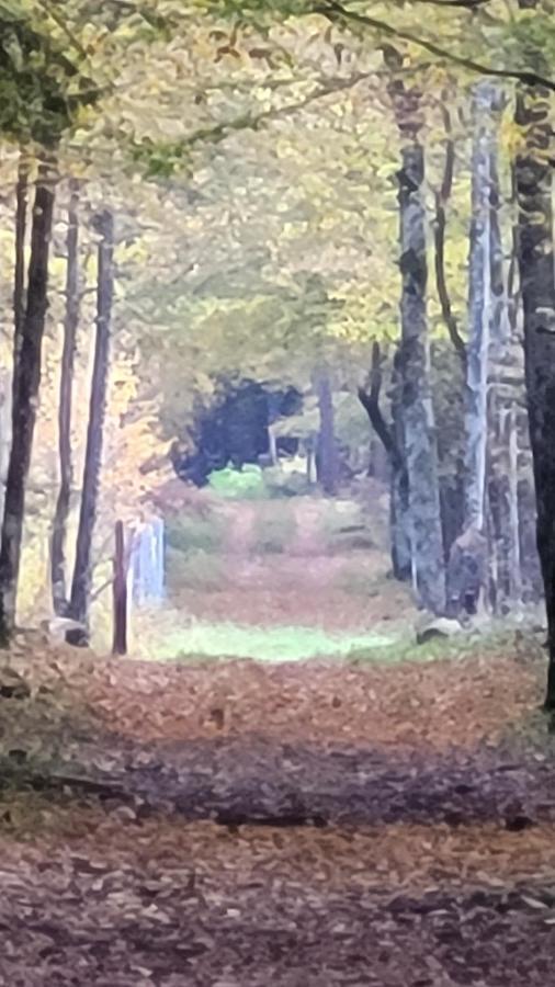 In Nature Białowieża Extérieur photo