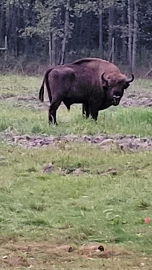 In Nature Białowieża Extérieur photo
